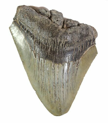 Partial, Fossil Megalodon Tooth #89049